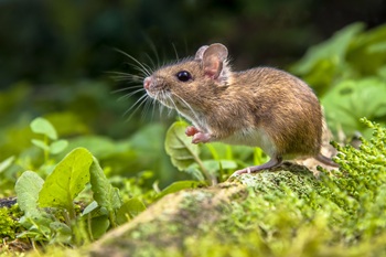Replacing Animal Studies: Two Steps Toward EPA’s Goal